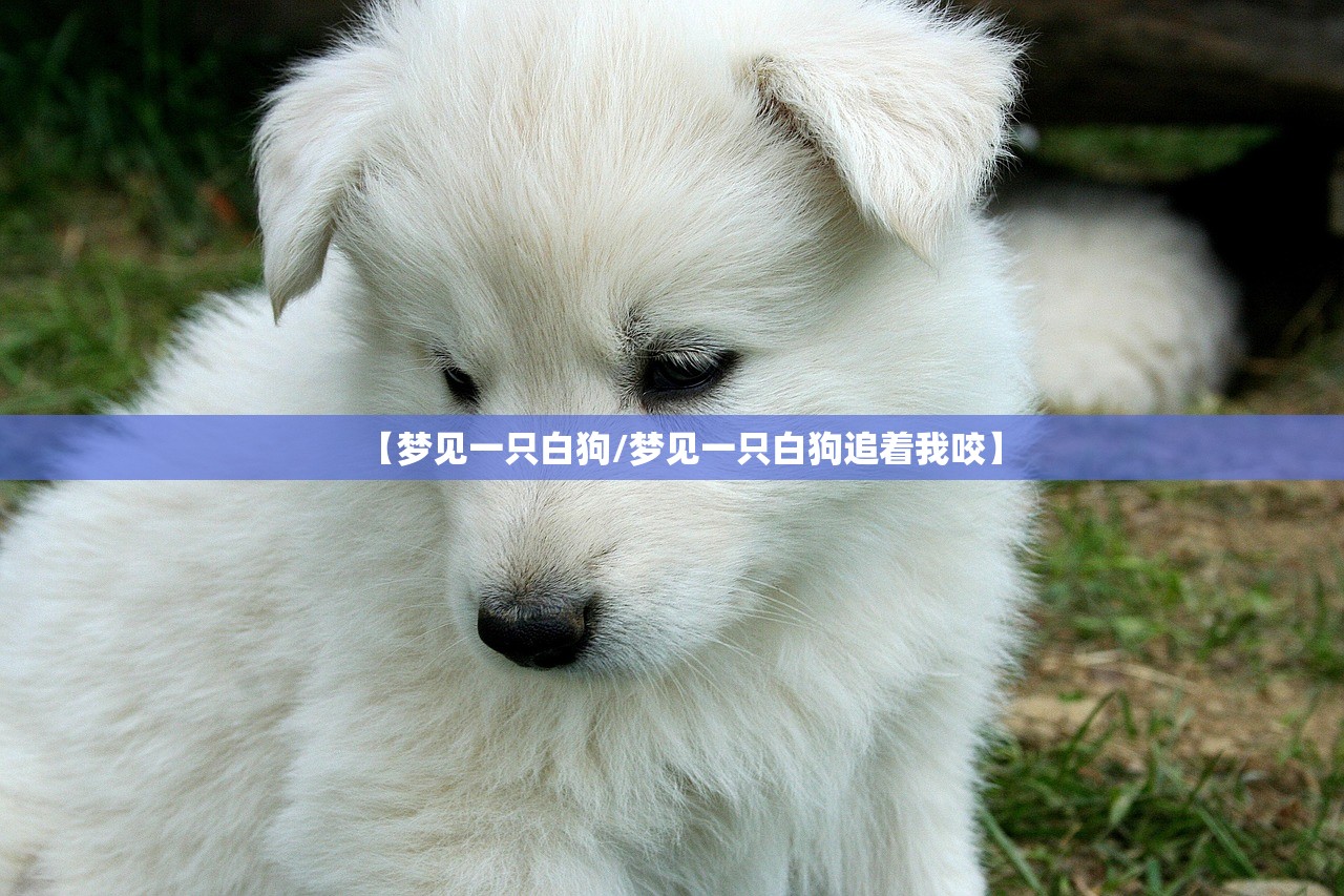 【梦见一只白狗/梦见一只白狗追着我咬】