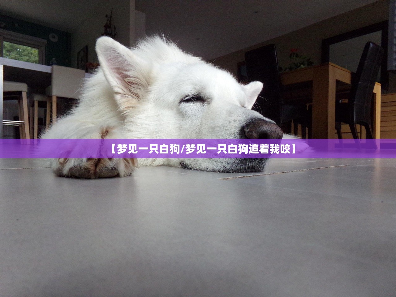 【梦见一只白狗/梦见一只白狗追着我咬】