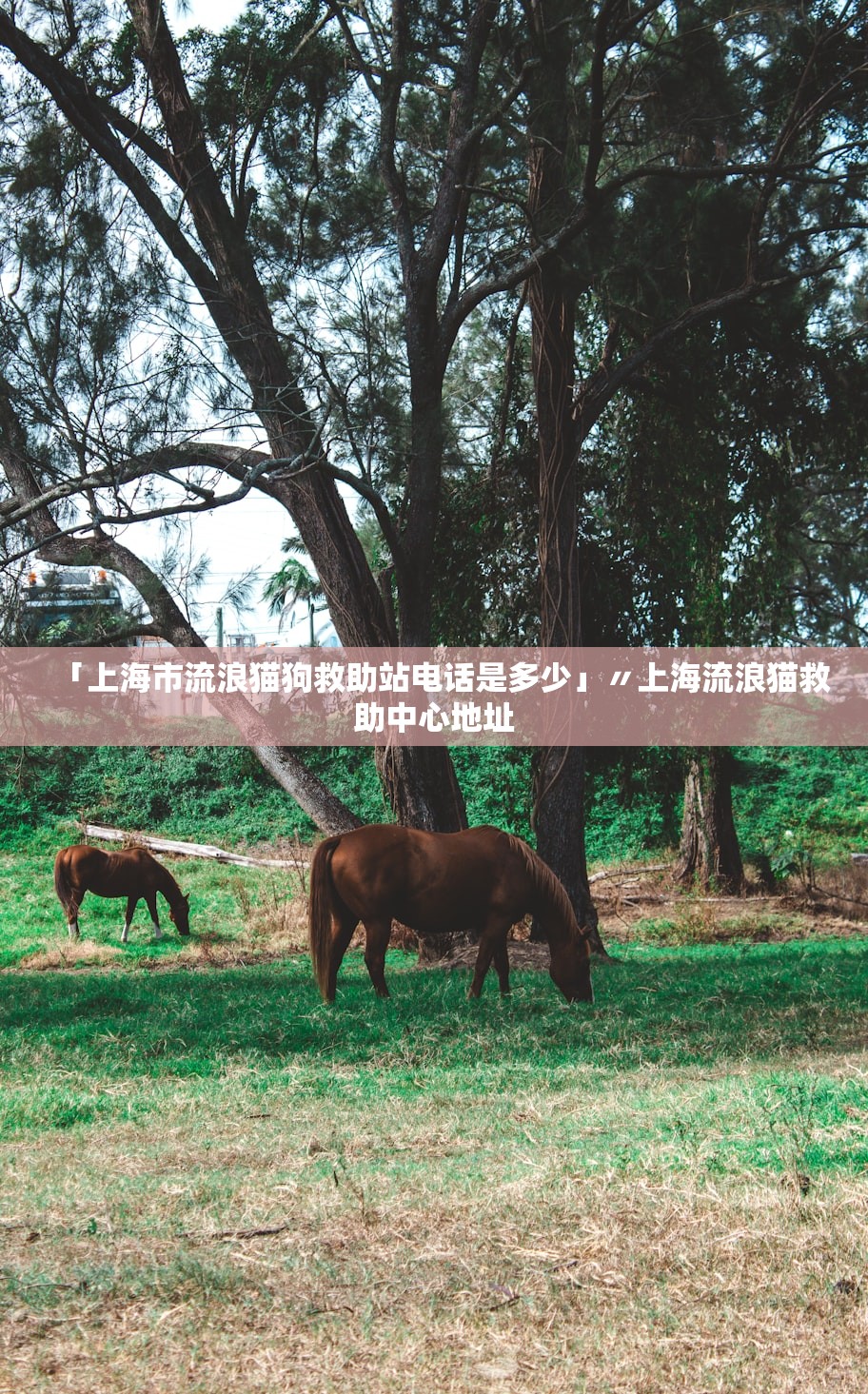 「上海市流浪猫狗救助站电话是多少」〃上海流浪猫救助中心地址