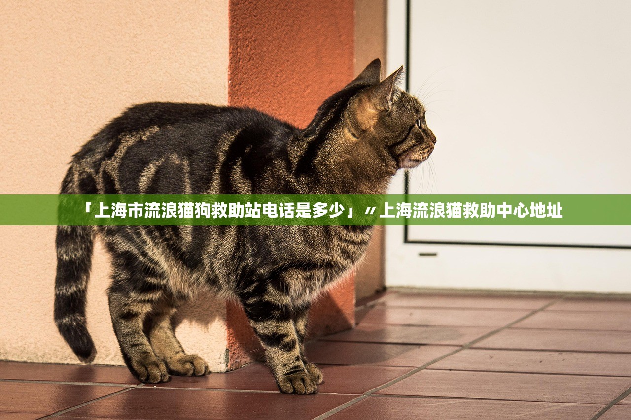 「上海市流浪猫狗救助站电话是多少」〃上海流浪猫救助中心地址