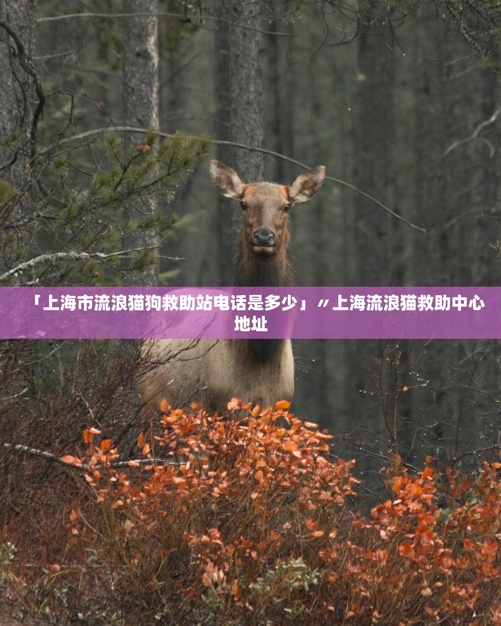 「上海市流浪猫狗救助站电话是多少」〃上海流浪猫救助中心地址