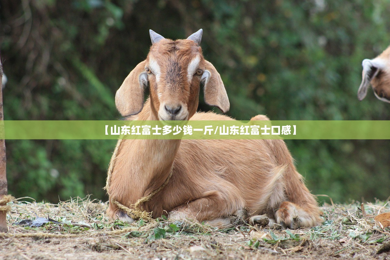 【山东红富士多少钱一斤/山东红富士口感】