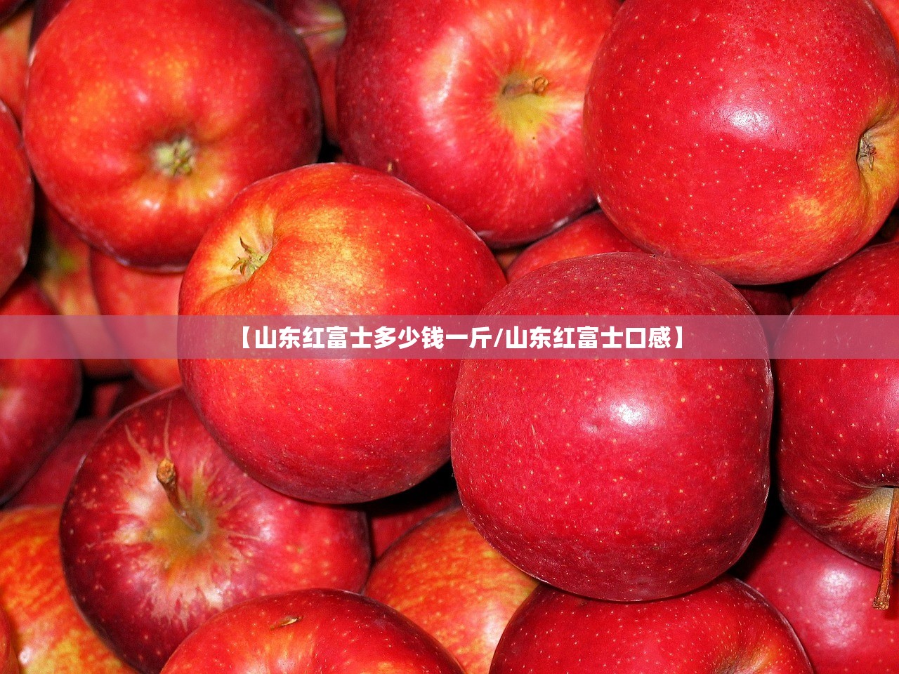 【山东红富士多少钱一斤/山东红富士口感】
