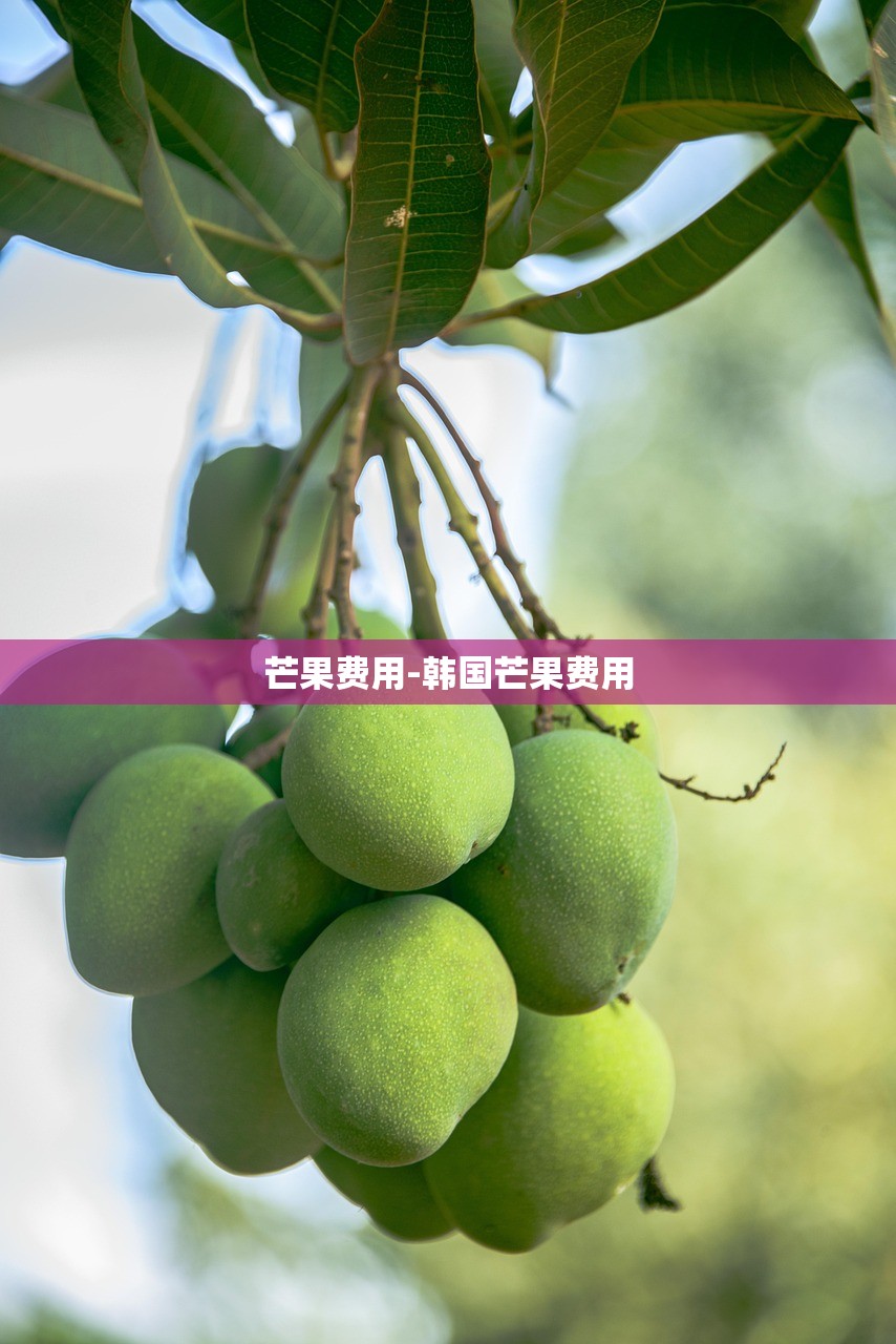 芒果费用-韩国芒果费用 芒果费用-韩国芒果费用