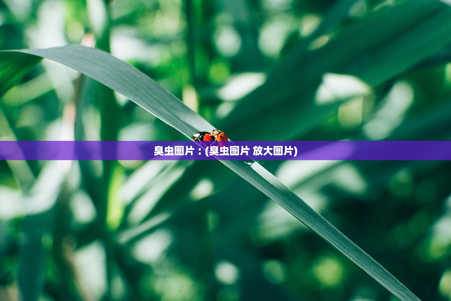 臭虫图片︰(臭虫图片 放大图片) 臭虫图片︰(臭虫图片 放大图片)