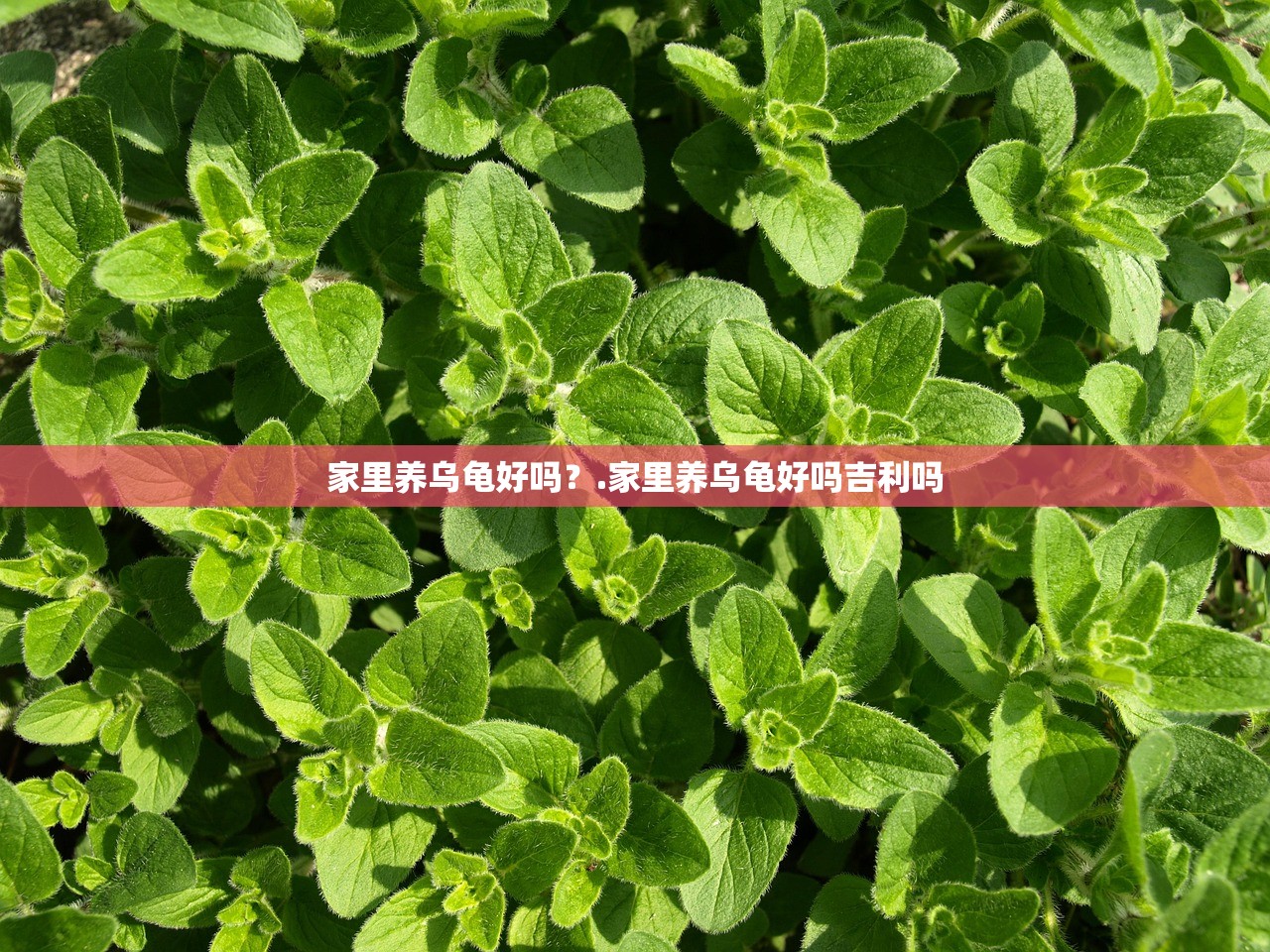 家里养乌龟好吗？.家里养乌龟好吗吉利吗