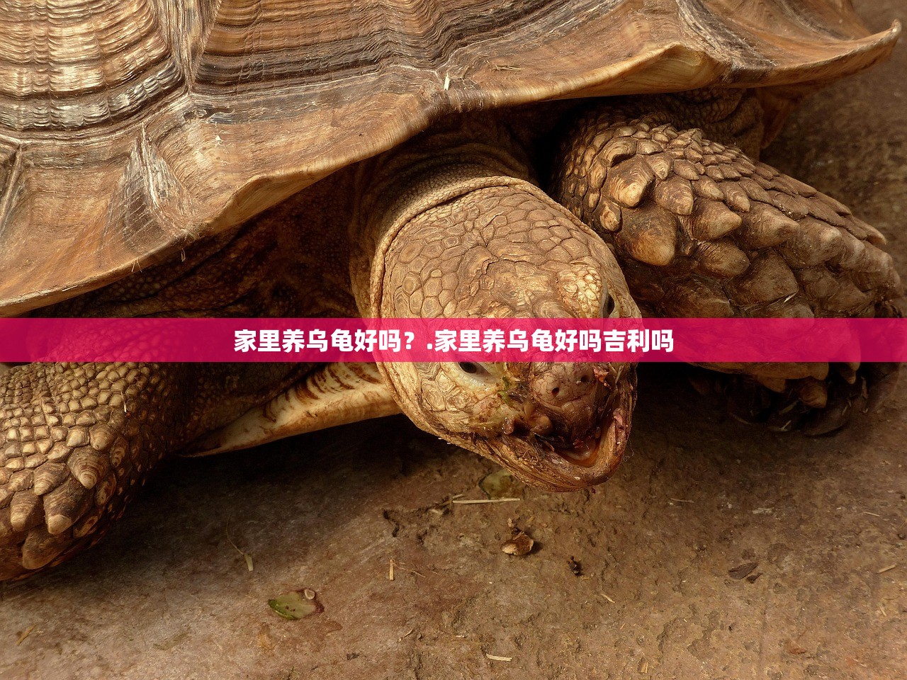 家里养乌龟好吗？.家里养乌龟好吗吉利吗