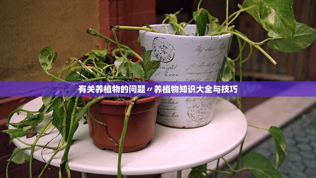 有关养植物的问题〃养植物知识大全与技巧