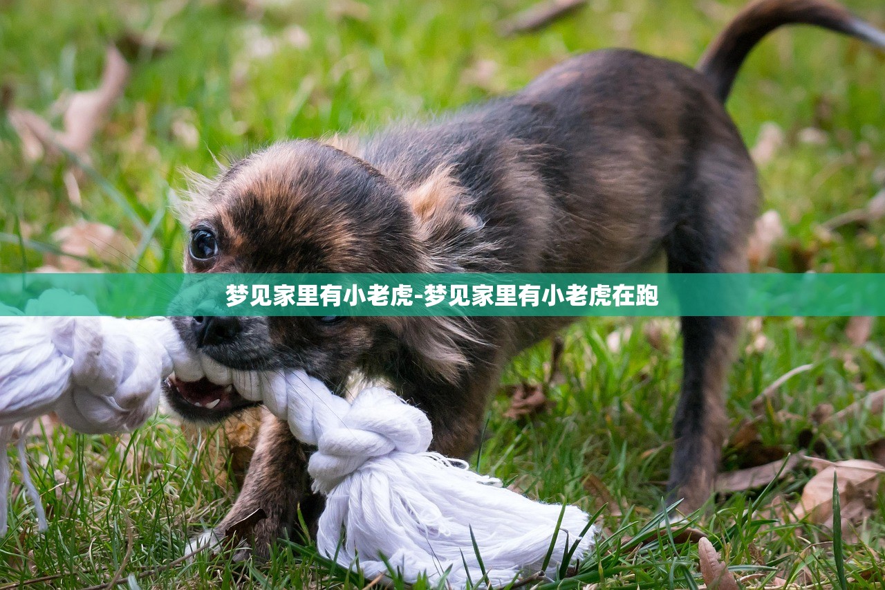 梦见家里有小老虎-梦见家里有小老虎在跑 梦见家里有小老虎-梦见家里有小老虎在跑
