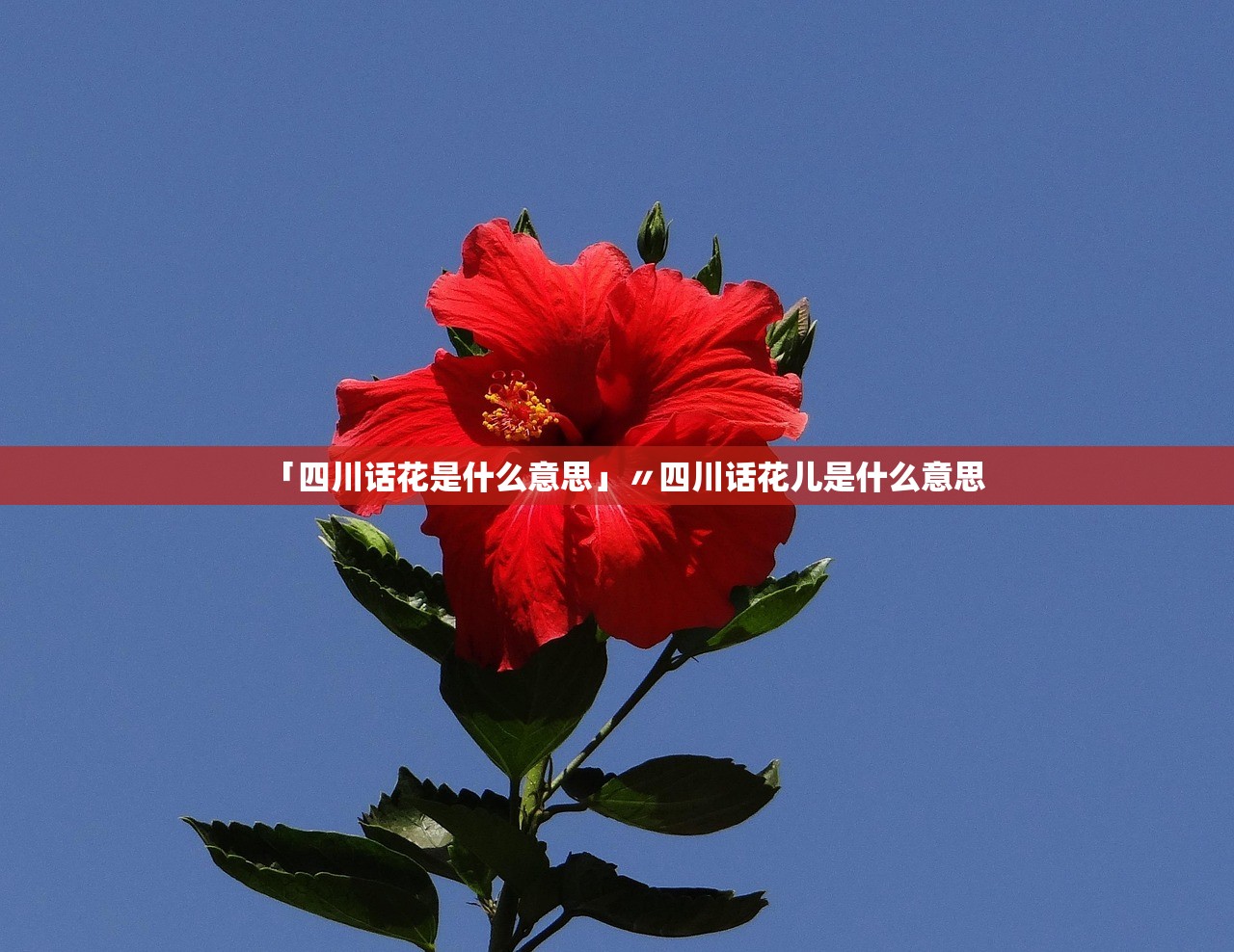 「四川话花是什么意思」〃四川话花儿是什么意思